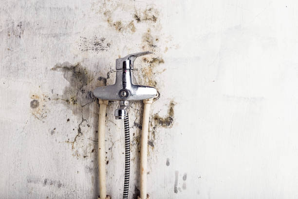 Best HVAC Mold Remediation in South Shore, KY
