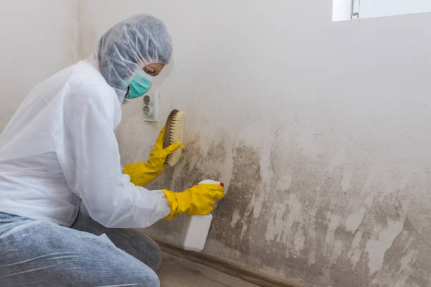 Best Emergency Mold Remediation in South Shore, KY