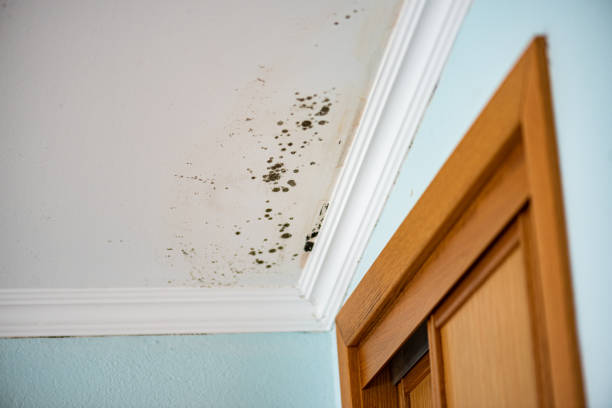 Best DIY Mold Remediation Support Services in South Shore, KY