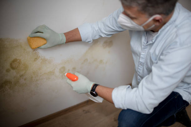 Best Insurance-Related Mold Remediation in South Shore, KY
