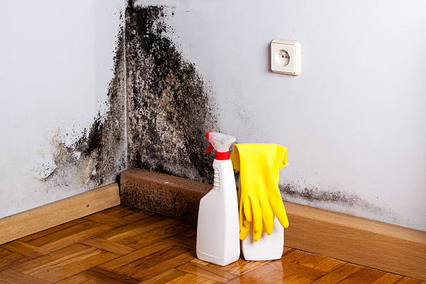 Best Commercial Mold Remediation in South Shore, KY